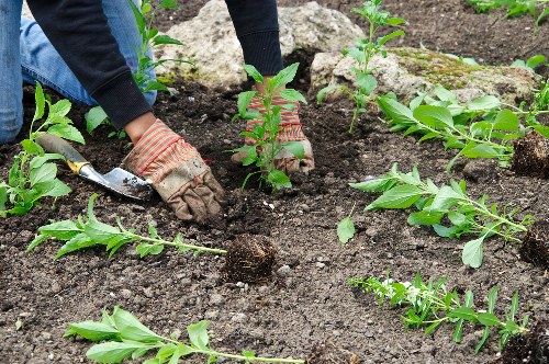 Professional Isleworth garden maintenance with healthy planting