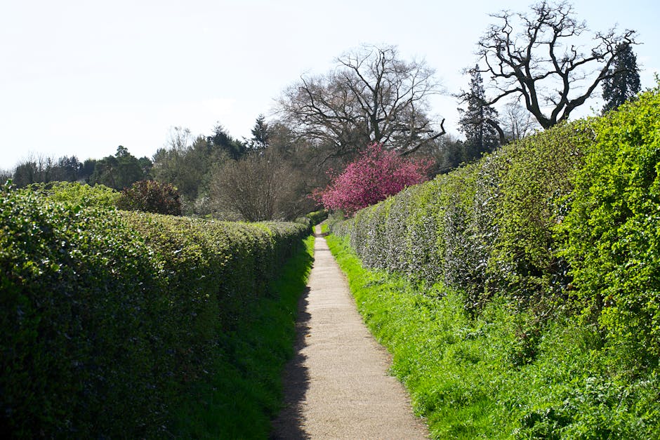 A well-maintained garden scene featuring a neatly trimmed lawn with vivid green grass, bordered by lush garden beds filled with a variety of plants including broad-leaved hostas with glossy, dark gree