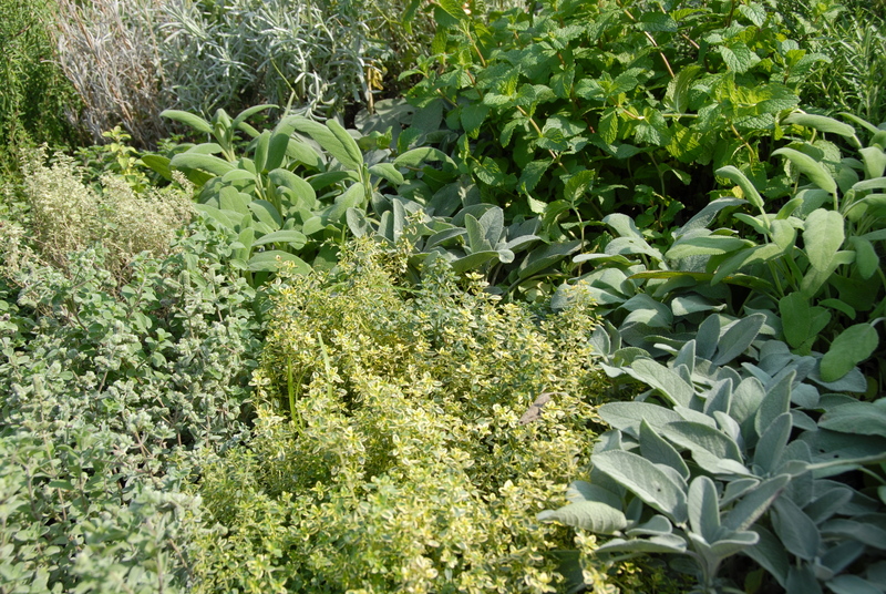 Garden hedges